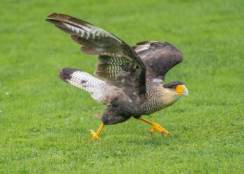 The Top Printers for Professional Brochure Printing: A Comprehensive Review