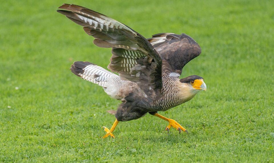 The Top Printers for Professional Brochure Printing: A Comprehensive Review