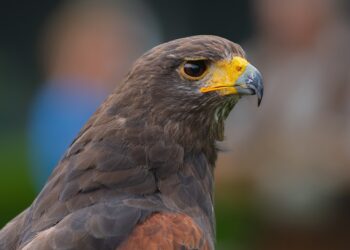 Unleash Your Creativity with the Best Ender 3D Printer