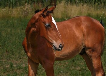 Double the Efficiency: Discover the Best Dual Tray Printers for Fast and Easy Printing