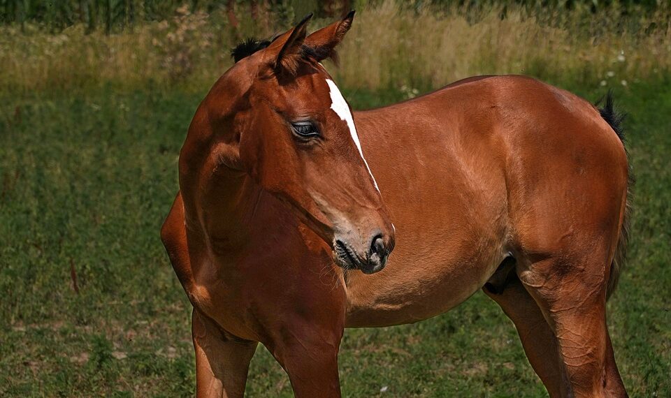 Double the Efficiency: Discover the Best Dual Tray Printers for Fast and Easy Printing